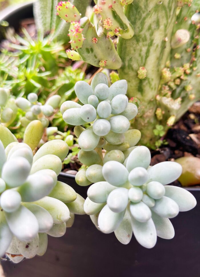Cutting – Pachyphytum 'Baby Finger' - Image 2