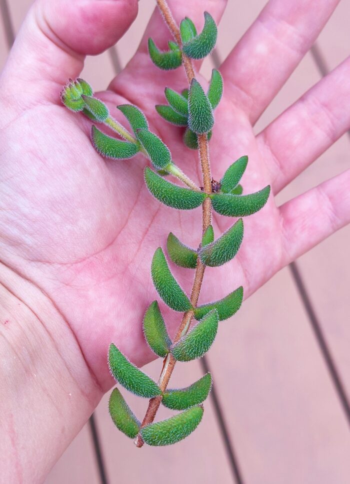 Cutting – Crassula Mesembryanthemoides - Image 3