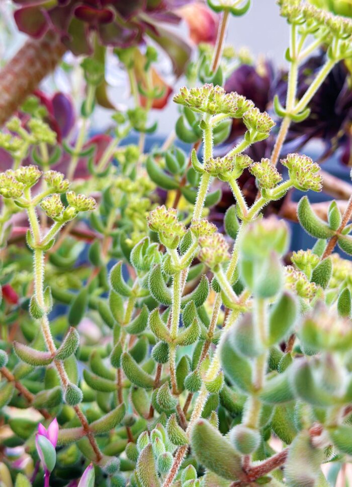 Cutting – Crassula Mesembryanthemoides