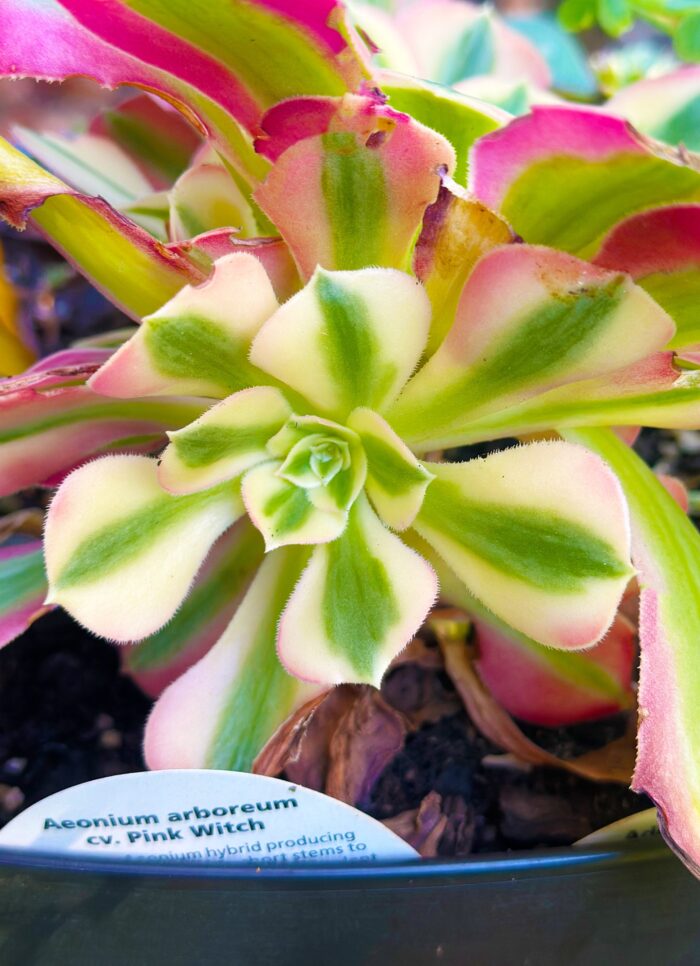 Cutting – Aeonium Arboreum 'Pink Witch' - Image 2