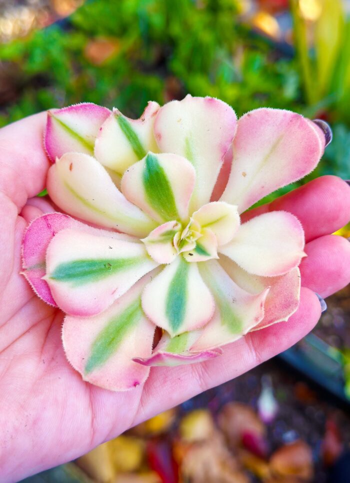 Cutting – Aeonium Arboreum 'Pink Witch' - Image 4