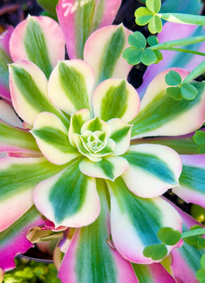 Cutting – Aeonium Arboreum 'Pink Witch'