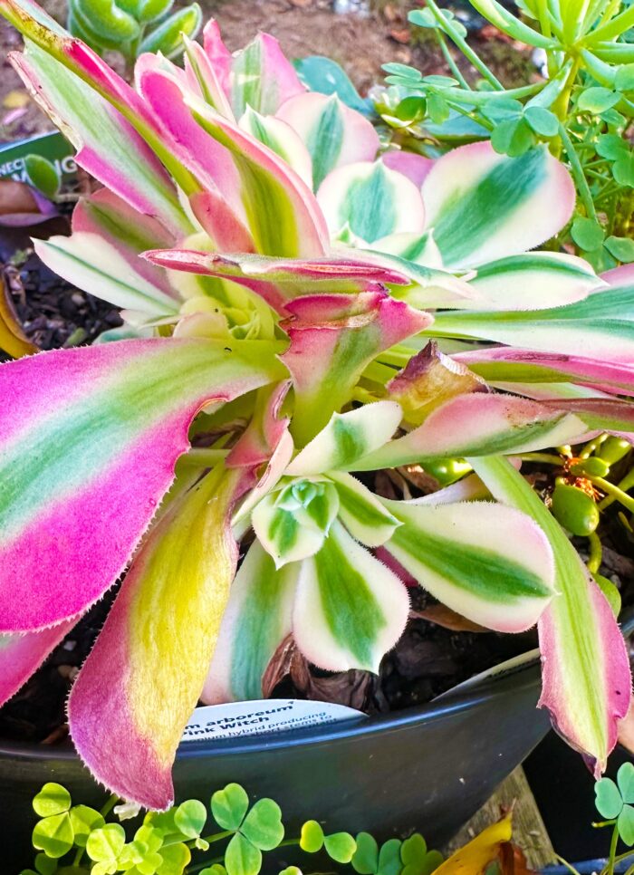 Cutting – Aeonium Arboreum 'Pink Witch' - Image 3