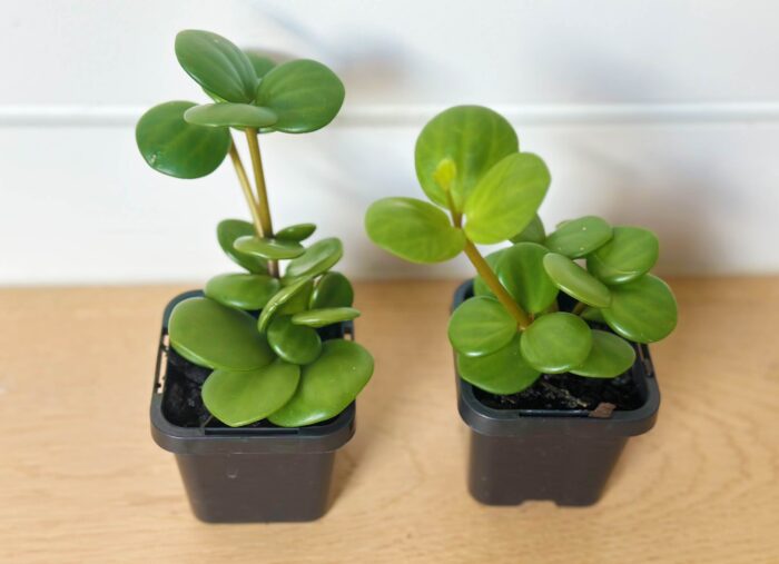 Peperomia Hope - 7cm Potted Plant