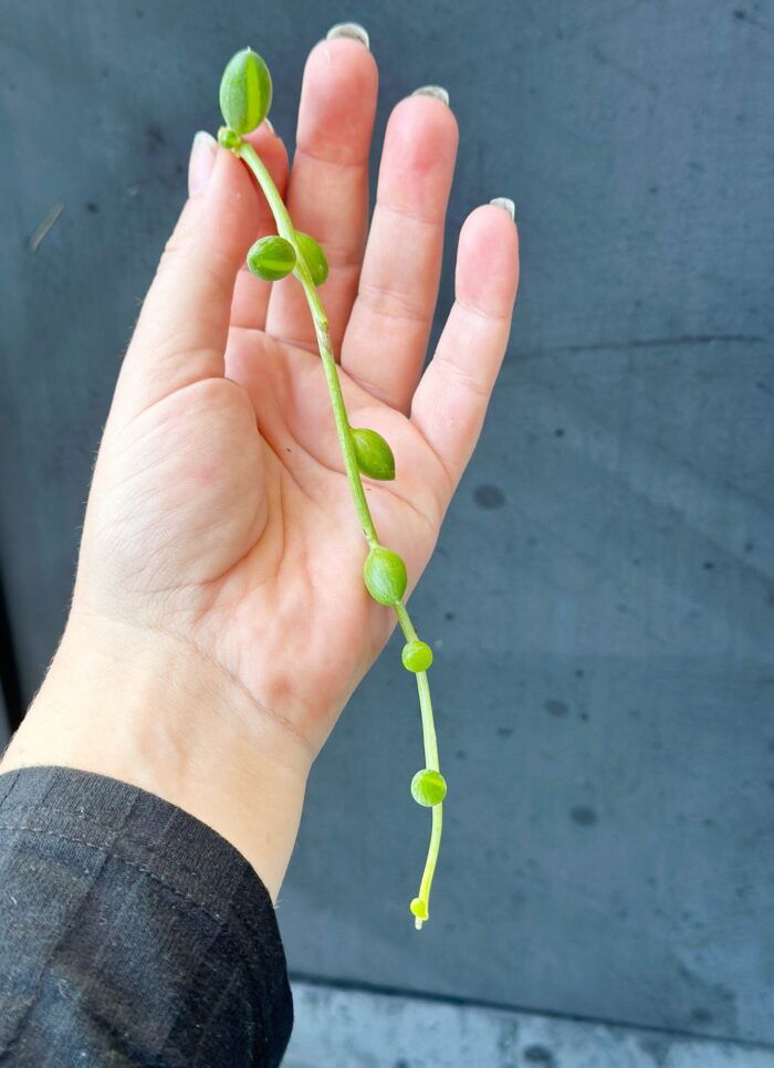 Cutting – Senecio String of Beads - Image 6