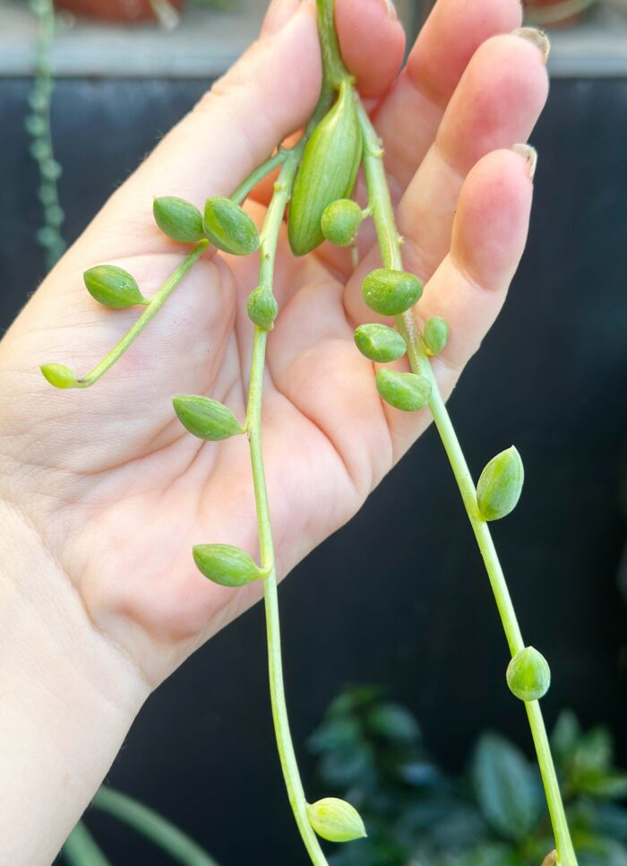 Cutting – Senecio String of Beads - Image 5