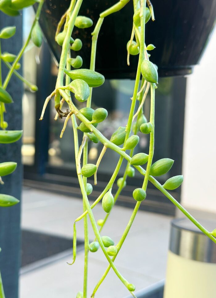 Cutting – Senecio String of Beads - Image 4