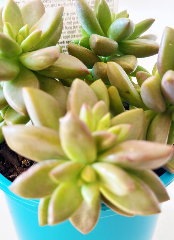 Cutting – Graptosedum 'Vera Higgins' - Image 2