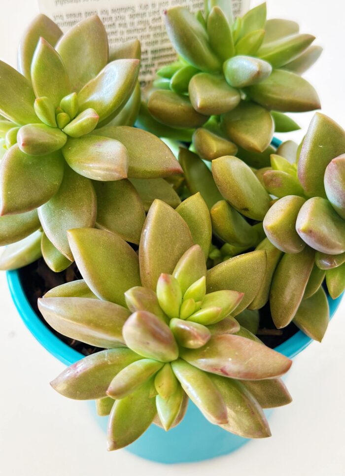 Cutting – Graptosedum 'Vera Higgins' - Image 3
