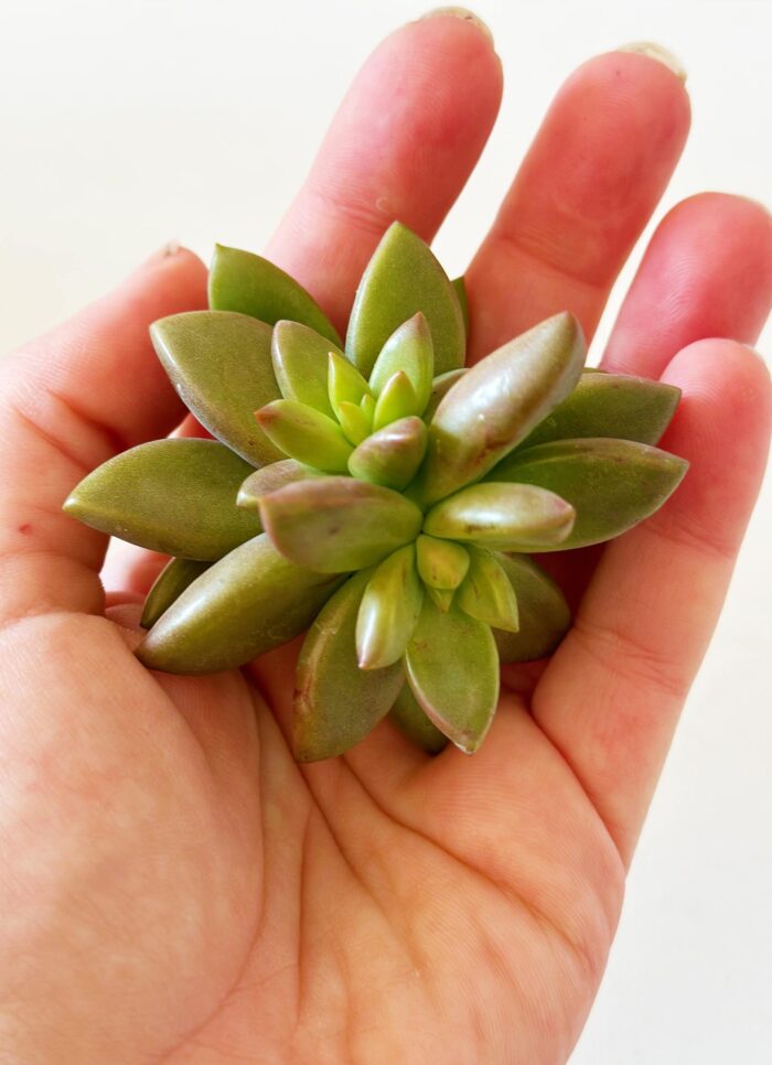 Cutting – Graptosedum 'Vera Higgins' - Image 4