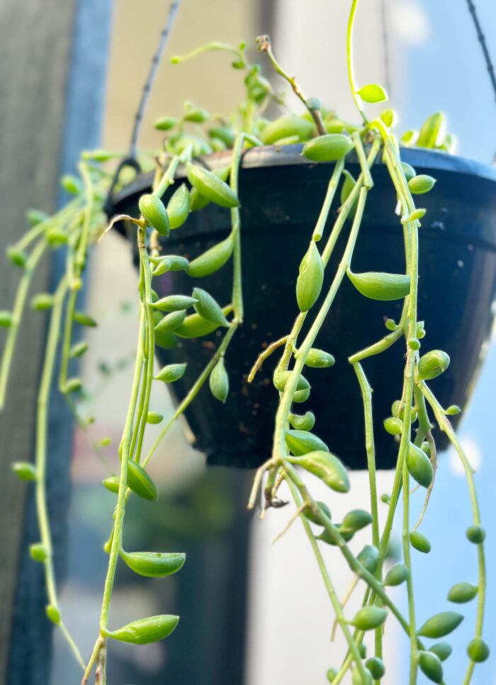 Cutting – Senecio String of Beads - Image 3