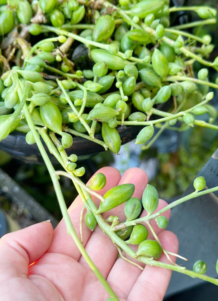 Cutting – Senecio String of Beads