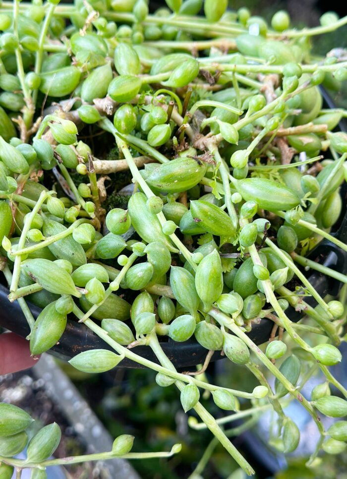 Cutting – Senecio String of Beads - Image 2