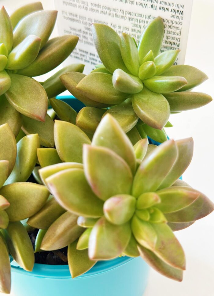 Cutting – Graptosedum 'Vera Higgins'