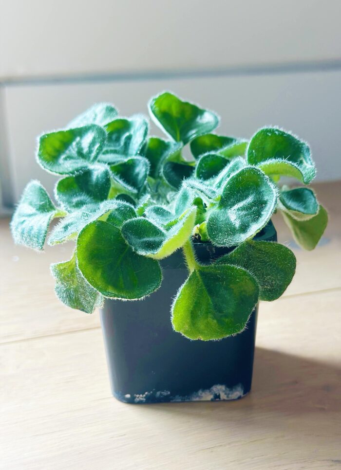 Petrocosmea Barbata – 7cm Potted Plant - Image 2