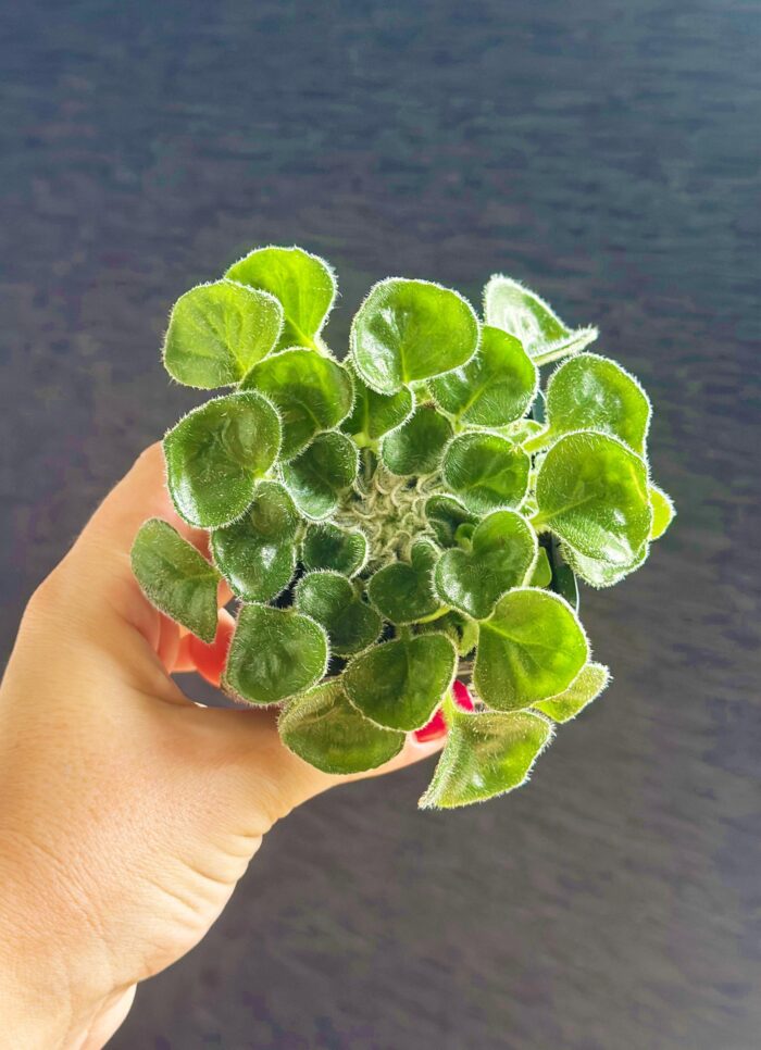 Petrocosmea Barbata – 7cm Potted Plant