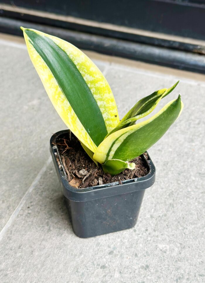 Snake Plant, Mother-in-Law’s Tongue, Golden Hahnii - Small Rooted Plant