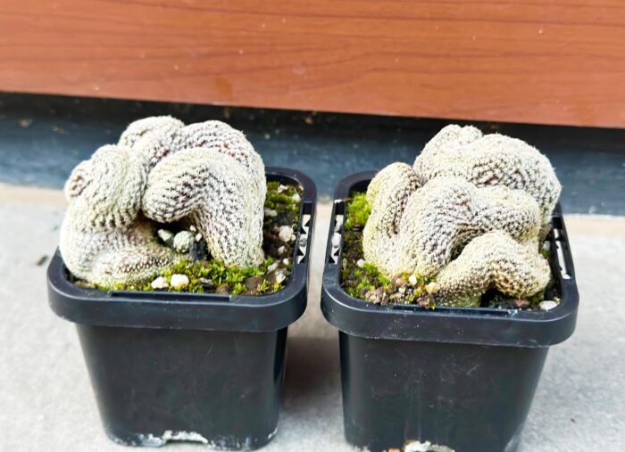 Sulcorebutia Langeri f. Cristata – Brain Cactus Small Potted Plant - Image 3