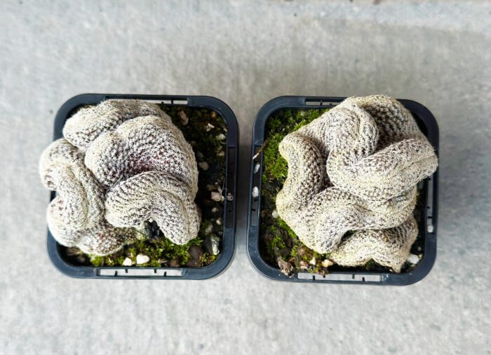 Sulcorebutia Langeri f. Cristata – Brain Cactus Small Potted Plant - Image 2