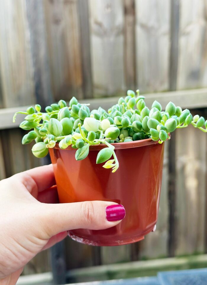 Senecio 'Weeping Angel' Variegated Angels Tears – 10cm Potted Succulent - Image 2
