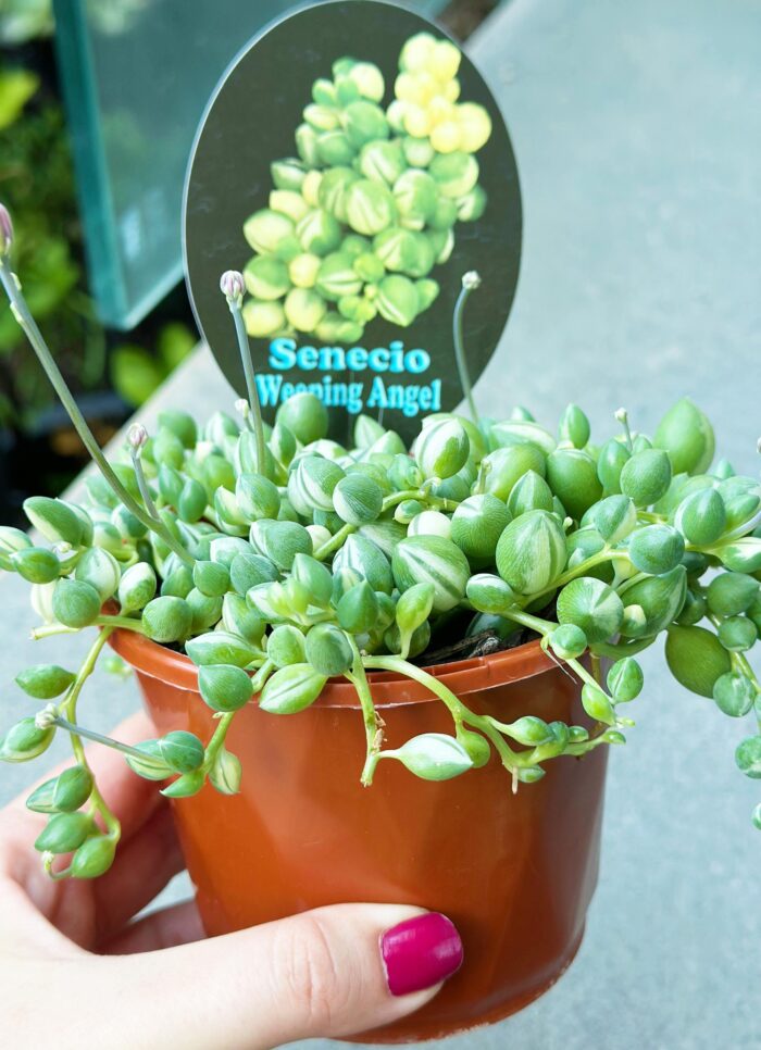 Senecio 'Weeping Angel' Variegated Angels Tears – 10cm Potted Succulent - Image 3