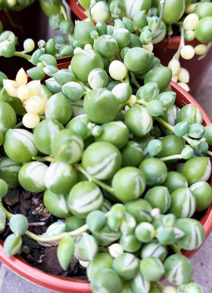 Senecio 'Weeping Angel' Variegated Angels Tears – 10cm Potted Succulent - Image 5