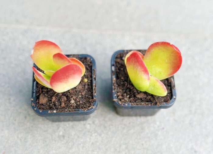 Kalanchoe Flapjack – 7cm Potted Plant - Image 4