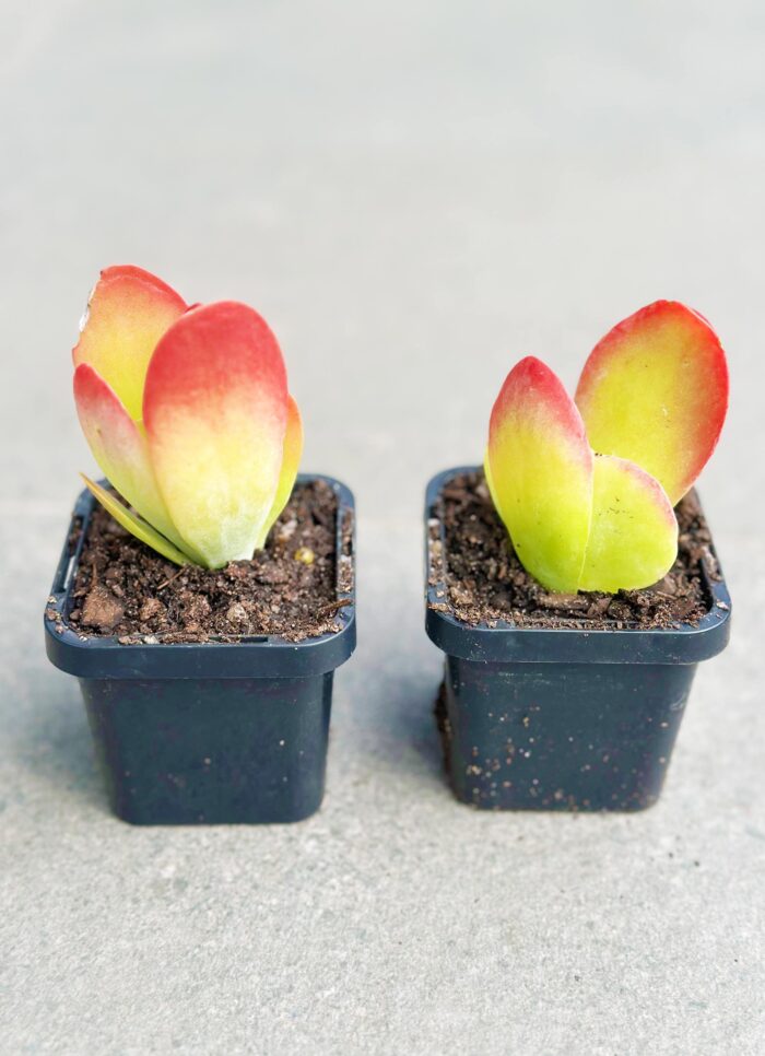 Kalanchoe Flapjack – 7cm Potted Plant