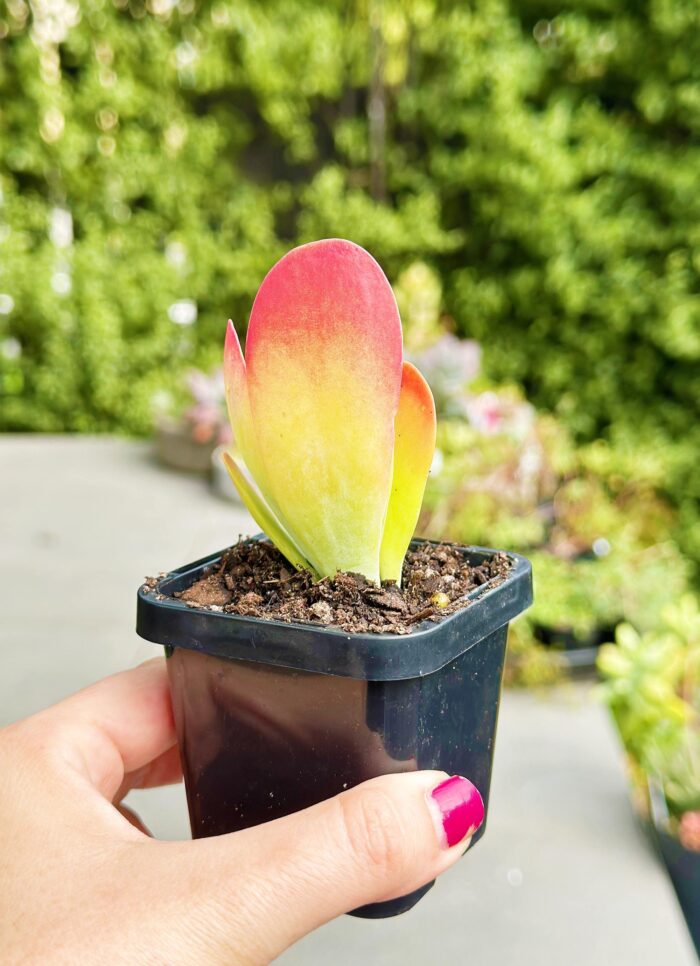 Kalanchoe Flapjack – 7cm Potted Plant - Image 2