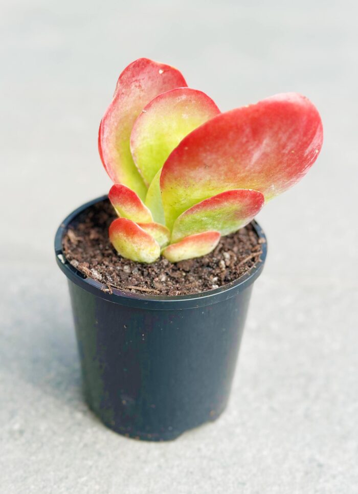 Kalanchoe Flapjack – 10cm Potted Succulent
