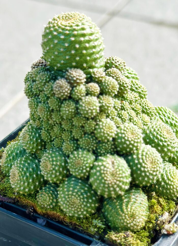 Cutting – Rebutia c.v. Liliputiana