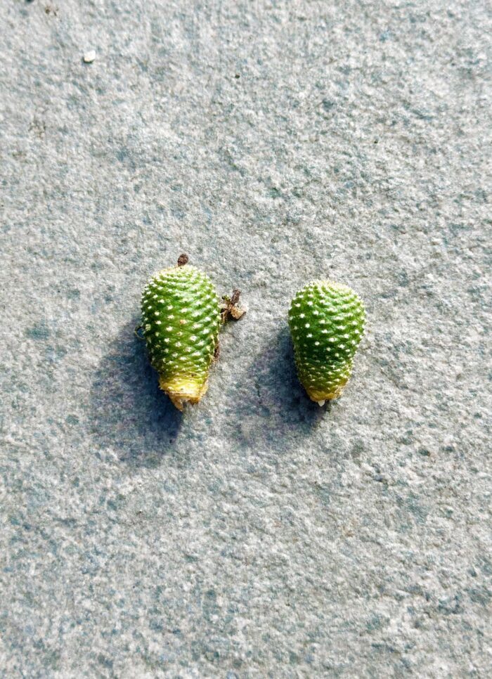 Cutting – Rebutia c.v. Liliputiana - Image 3