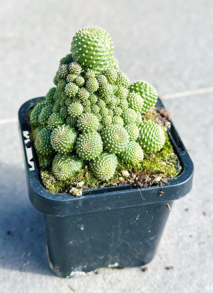 Cutting – Rebutia c.v. Liliputiana - Image 2