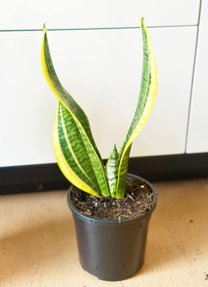Sansevieria Superba – 12cm Potted Plant - Image 2