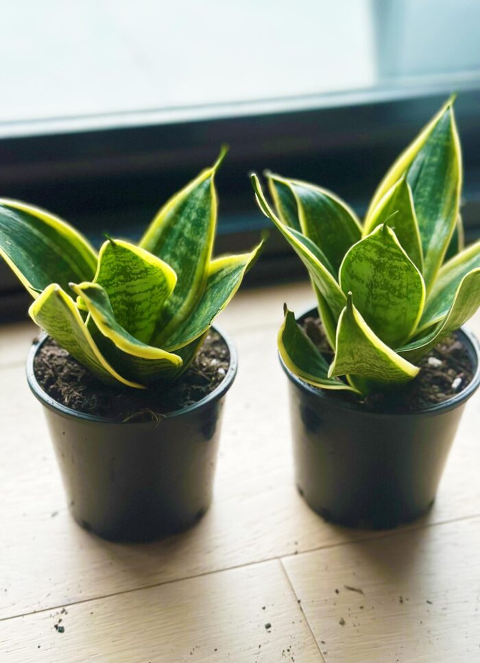 Sansevieria Hahnii Hybrid – 10cm Potted Plant