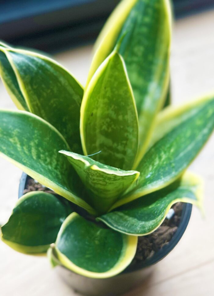Sansevieria Hahnii Hybrid – 10cm Potted Plant - Image 2