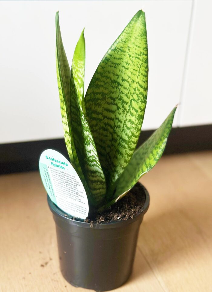 Sansevieria Trifasciata – 12cm Potted Plant - Image 2