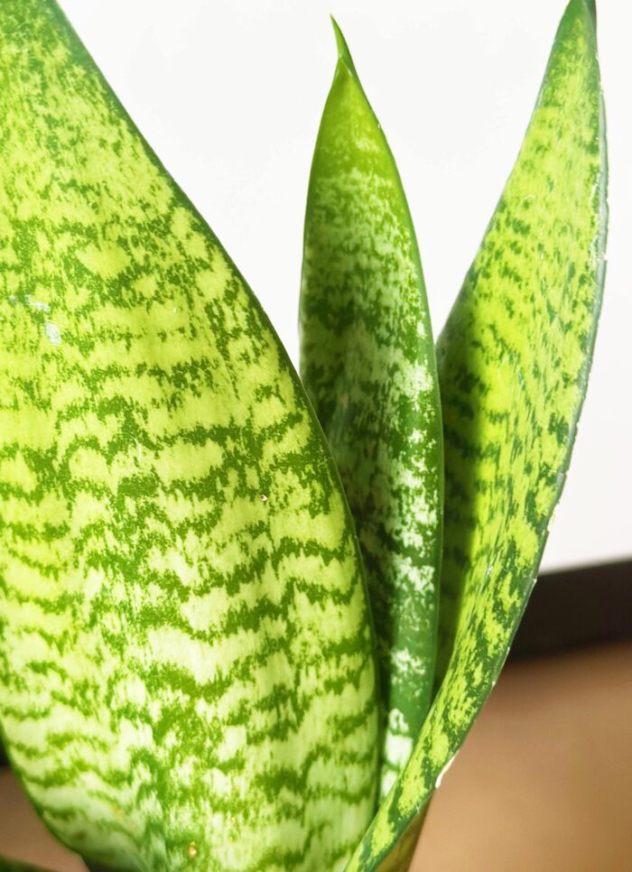 Sansevieria Trifasciata – 12cm Potted Plant - Image 3