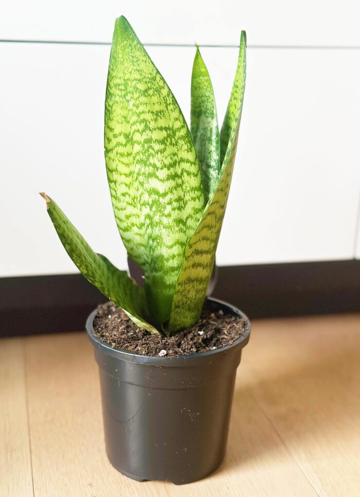 Sansevieria Trifasciata – 12cm Potted Plant