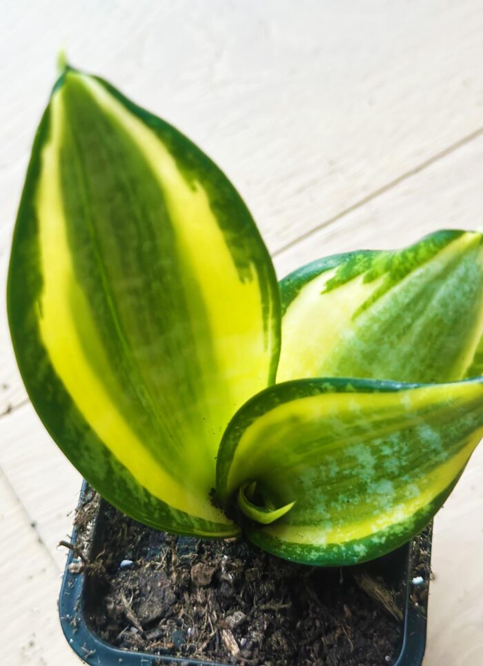 Snake Plant, Golden Hahnii – 7cm Potted Plant - Image 2