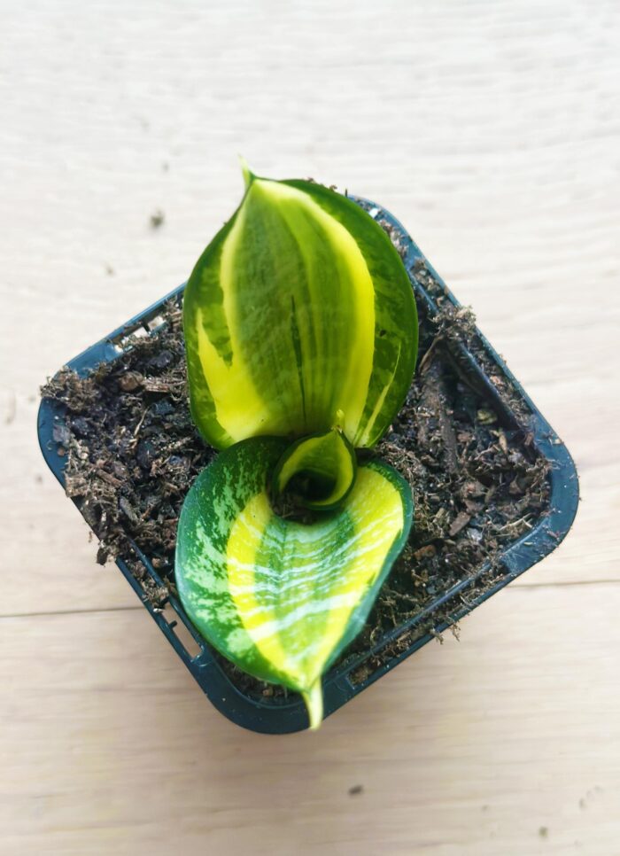 Snake Plant, Golden Hahnii – 7cm Potted Plant