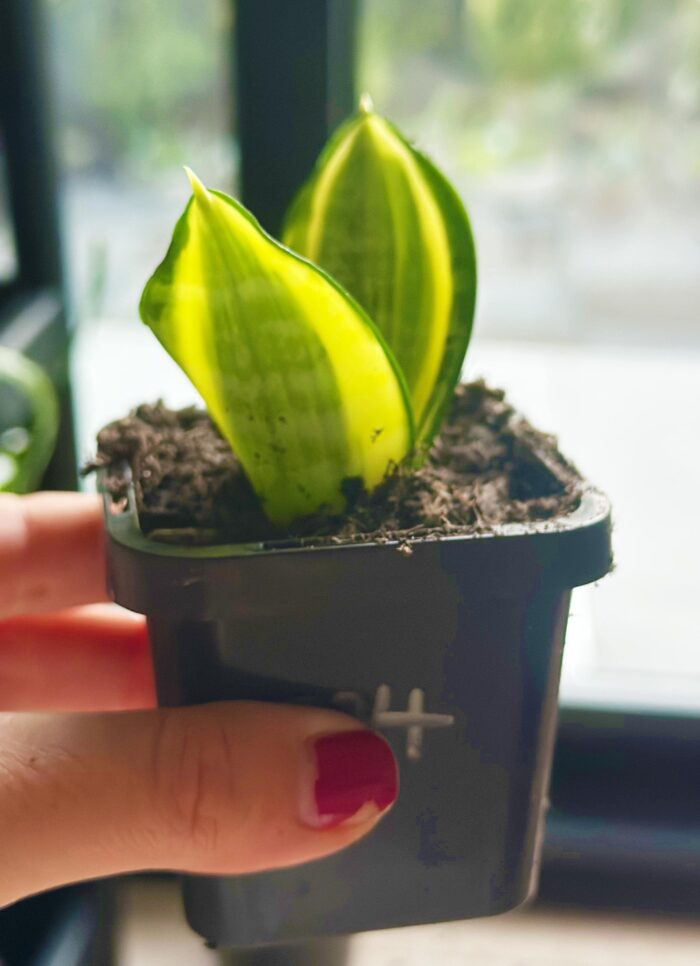 Snake Plant, Golden Hahnii – 7cm Potted Plant - Image 2
