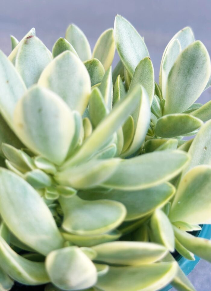 Cutting – Crassula Swaziensis Variegata - Image 3