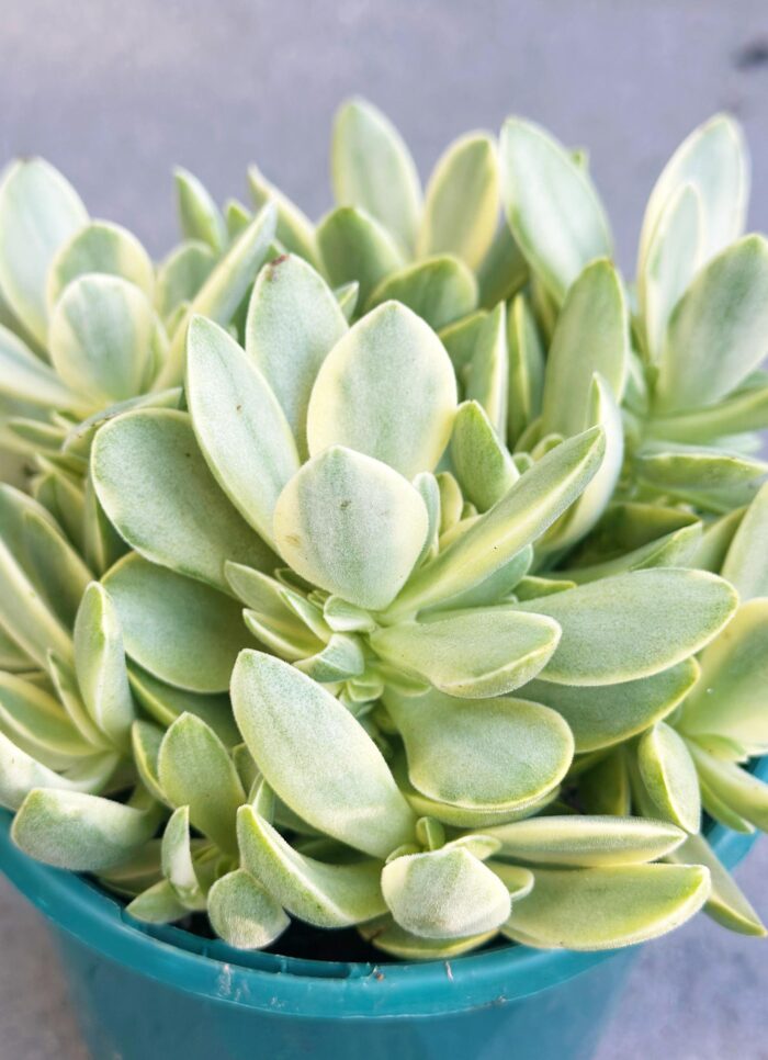 Cutting – Crassula Swaziensis Variegata