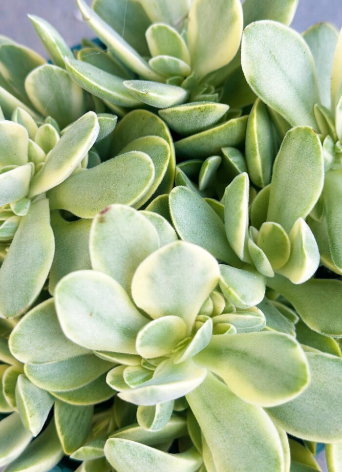 Cutting – Crassula Swaziensis Variegata - Image 2