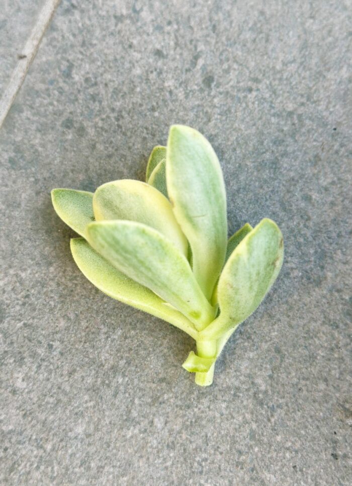 Cutting – Crassula Swaziensis Variegata - Image 4