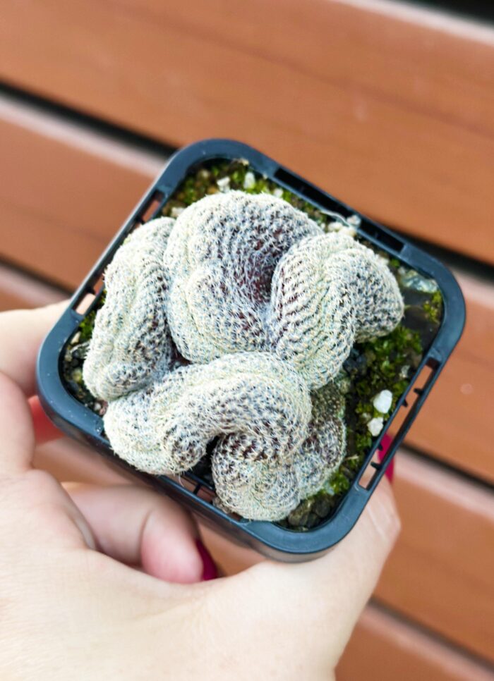Sulcorebutia Langeri f. Cristata – Brain Cactus Small Potted Plant