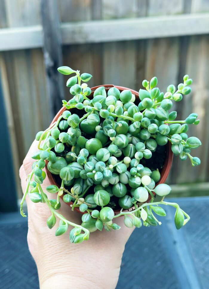 Senecio 'Weeping Angel' Variegated Angels Tears – 10cm Potted Succulent