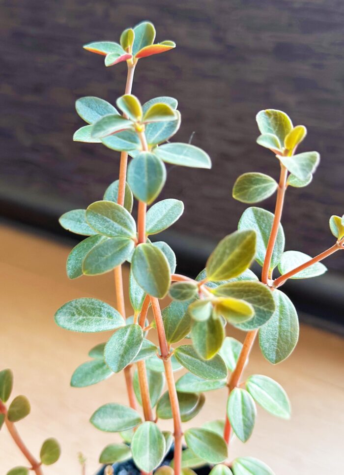 Peperomia 'Red Log' – 7cm Potted Plant - Image 3
