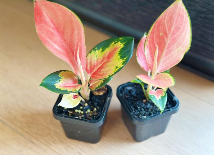 Aglaonema 'China Red' – 7cm Potted Plant